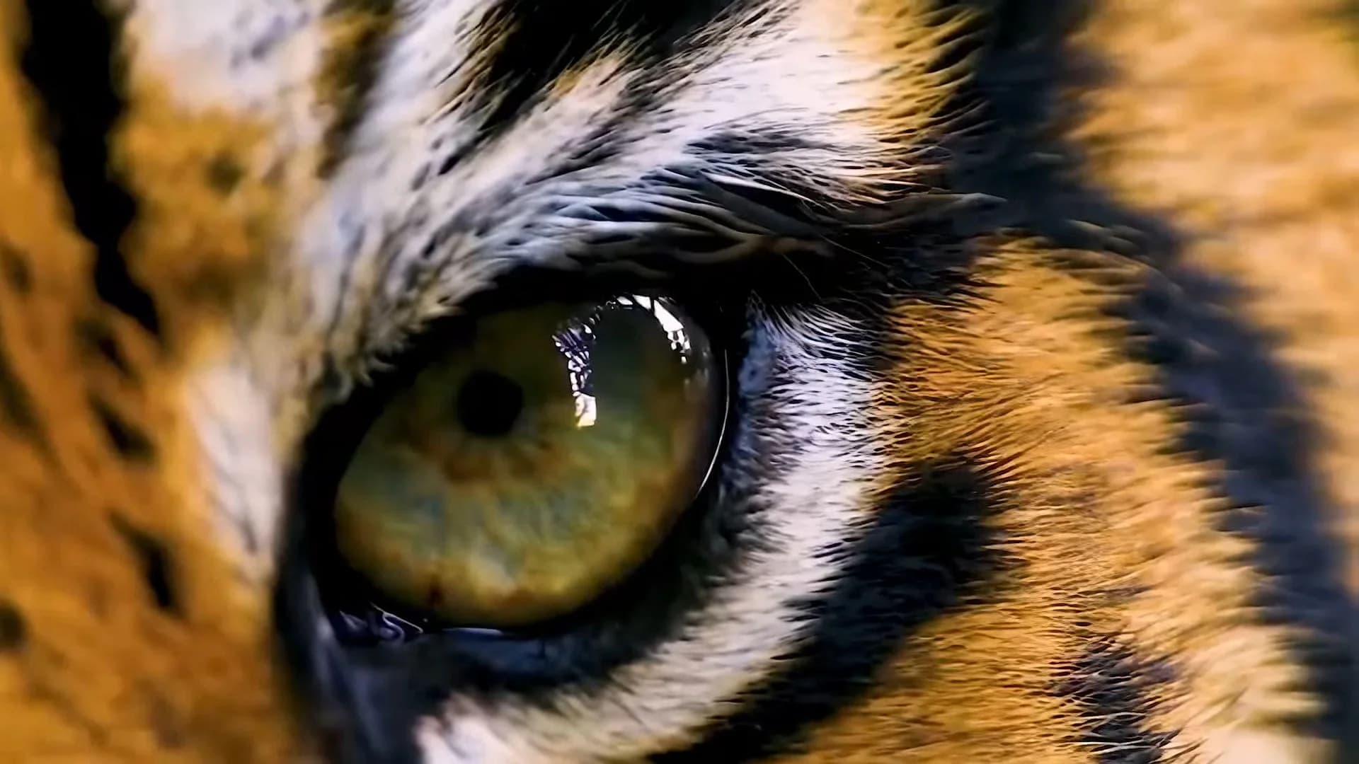 Как Eggplant Picture & Sound трансформировали 'Жизнь после людей' для History Channel